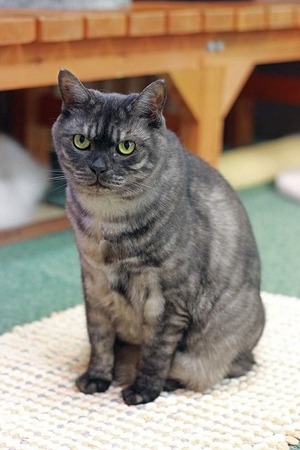 nekomanma_3641_edited-1