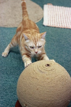 nekomanma_7113_edited-1