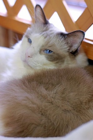 nekomanma_9800_edited-1