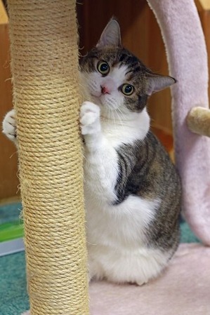 nekomanma_9507_edited-1