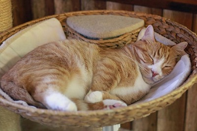 nekomanma_4691_edited-1