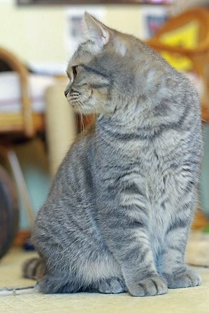 nekomanma_8019_edited-1