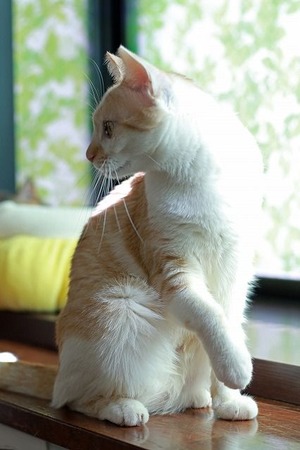 nekomanma_8016_edited-1