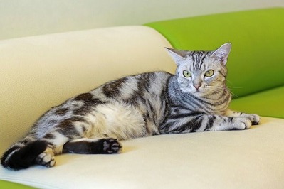 nekomanma_5679_edited-1