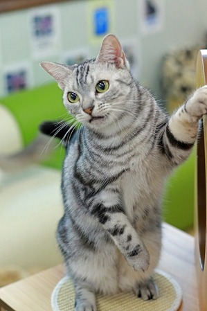 nekomanma_7874_edited-1