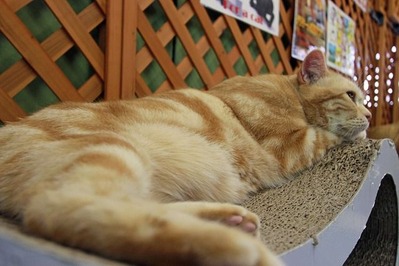 nekomanma_0683_edited-1