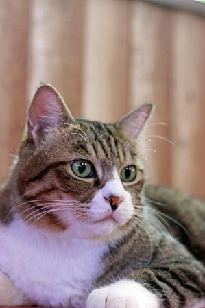 nekomanma_3630_edited-1