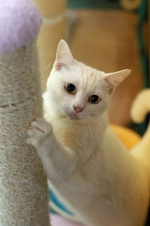 nekomanma_1747_edited-1