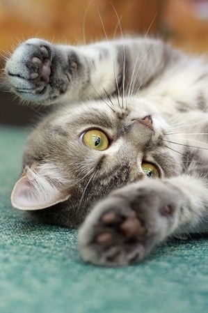 nekomanma_6962_edited-1