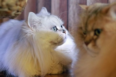nekomanma_1584_edited-1