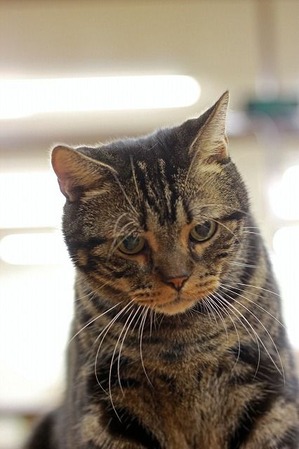 nekomanma_4916_edited-1