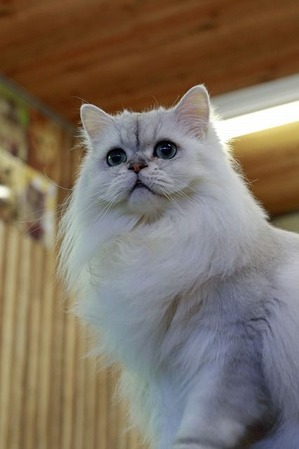 nekomanma_2389_edited-1