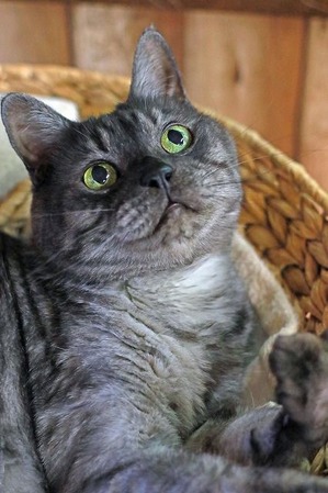 nekomanma_8510_edited-1