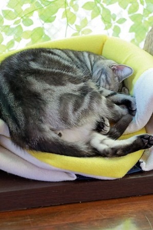 nekomanma_7614_edited-1