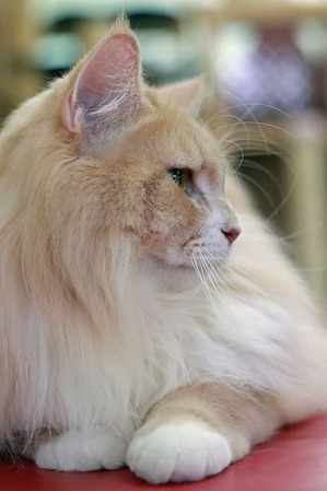 nekomanma_1761_edited-1
