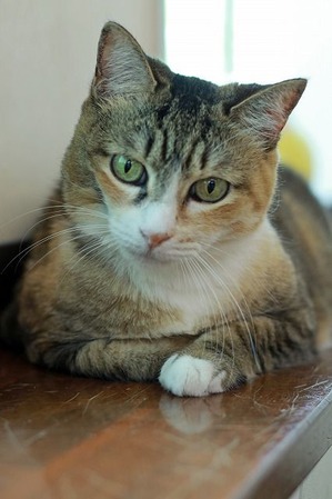 nekomanma_7062_edited-1