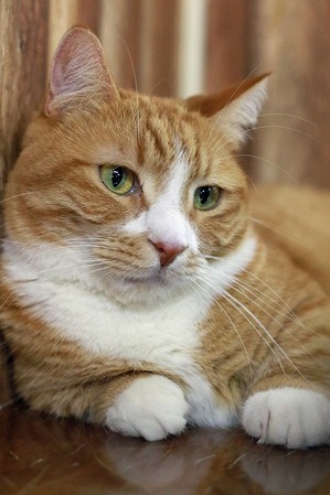 nekomanma_8857_edited-1