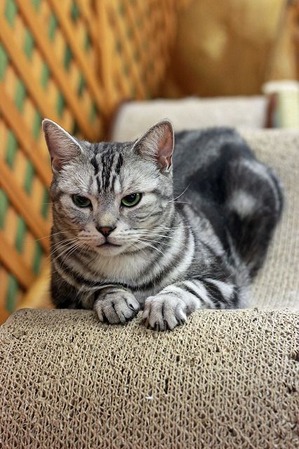 2016 07 19_nekomanma_0043_edited-1