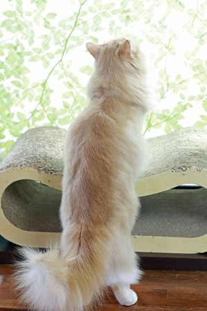 nekomanma_1558_edited-1