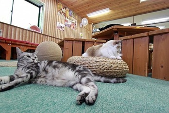 nekomanma_2181_edited-1