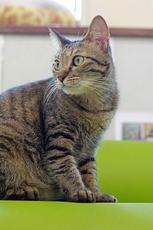 nekomanma_7428_edited-1