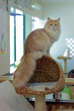 nekomanma_8939_edited-1