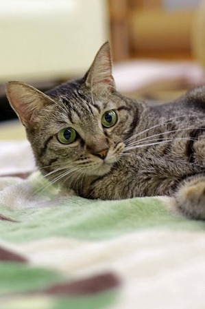 nekomanma_3127_edited-1