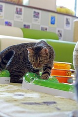 nekomanma_8333_edited-1