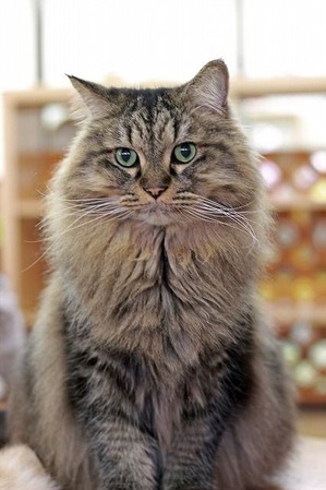 nekomanma_5444_edited-1