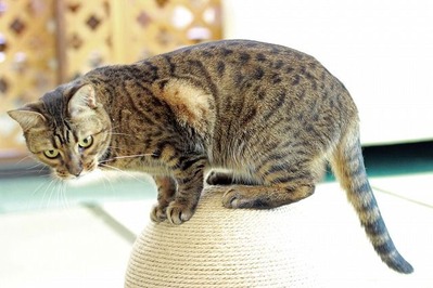 nekomanma_1268_edited-1