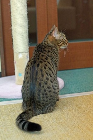nekomanma_0300_edited-1