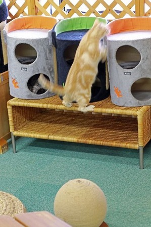 nekomanma_3301_edited-1