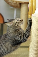 nekomanma_8099_edited-1