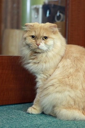 nekomanma_7625_edited-1