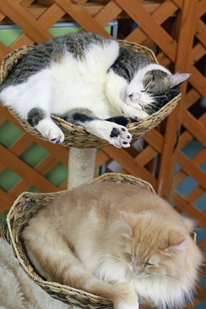 nekomanma_2952_edited-1