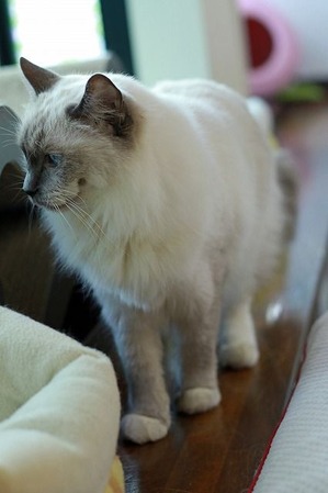 nekomanma_1540_edited-1