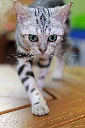 nekomanma_2735_edited-1