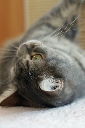 nekomanma_1537_edited-1