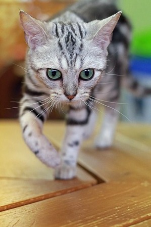 nekomanma_2734_edited-1