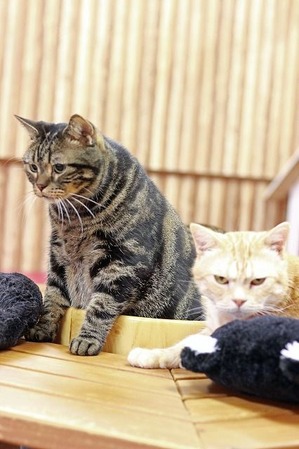 nekomanma_3383_edited-1