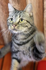 nekomanma_8291_edited-1