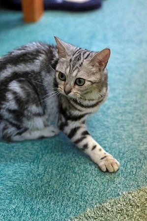 nekomanma_7210_edited-1