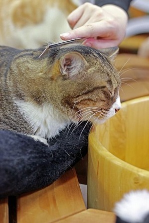 nekomanma_8203_edited-1