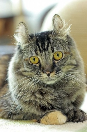 nekomanma_1701_edited-1