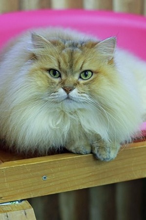 nekomanma_7333_edited-1