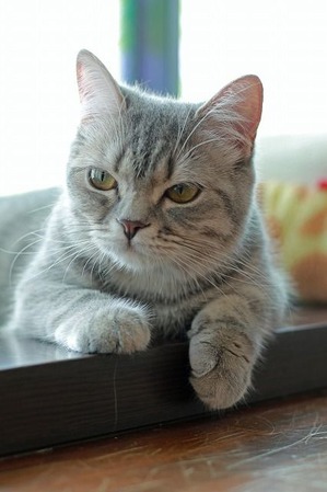 nekomanma_6992_edited-1