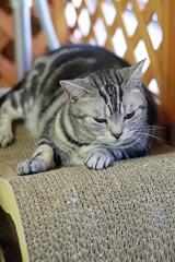 nekomanma_5903_edited-1