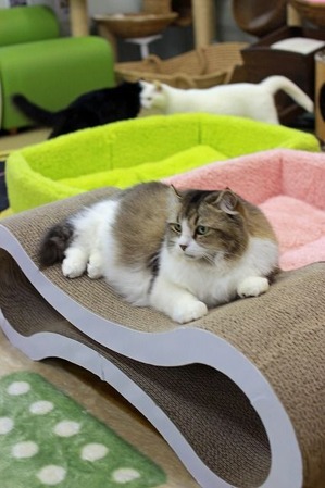 nekomanma_3114_edited-1