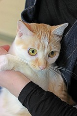 nekomanma_8089_edited-1