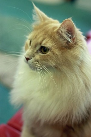 nekomanma_1501_edited-1
